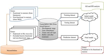 MeiosisOnline: A Manually Curated Database for Tracking and Predicting Genes Associated With Meiosis